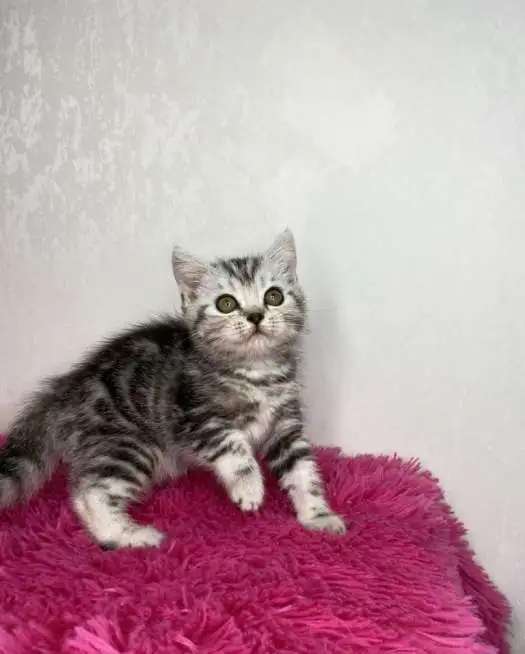Британские котята