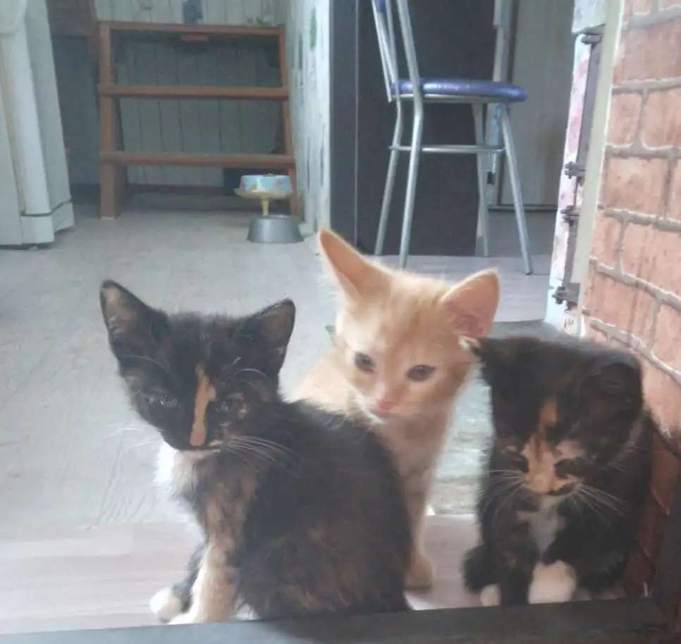 Котята в добрые руки