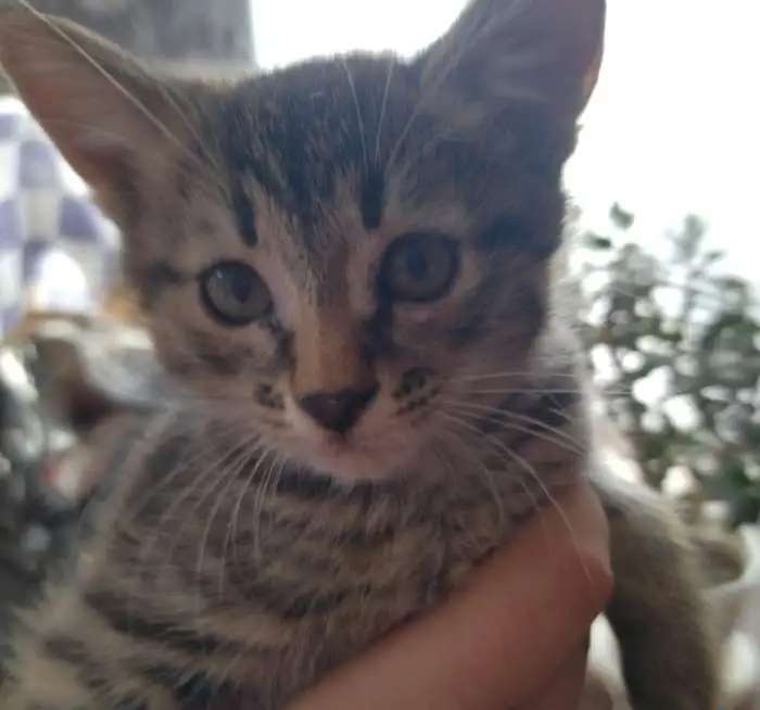Котятки