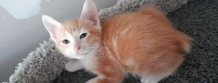 Котята курильского бобтейла