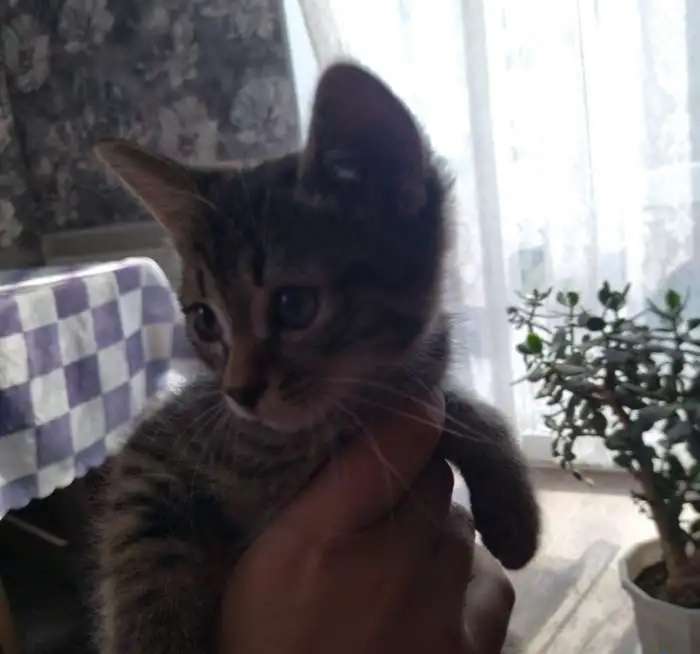 Котятки
