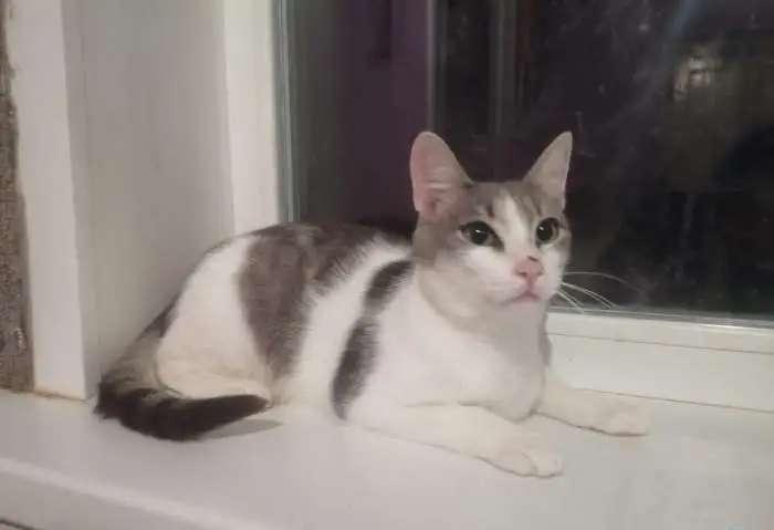Котёнок Степа ищет дом