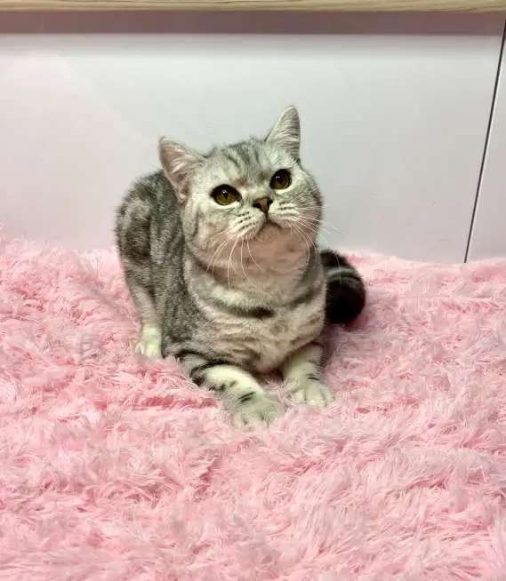 Британский котёнок