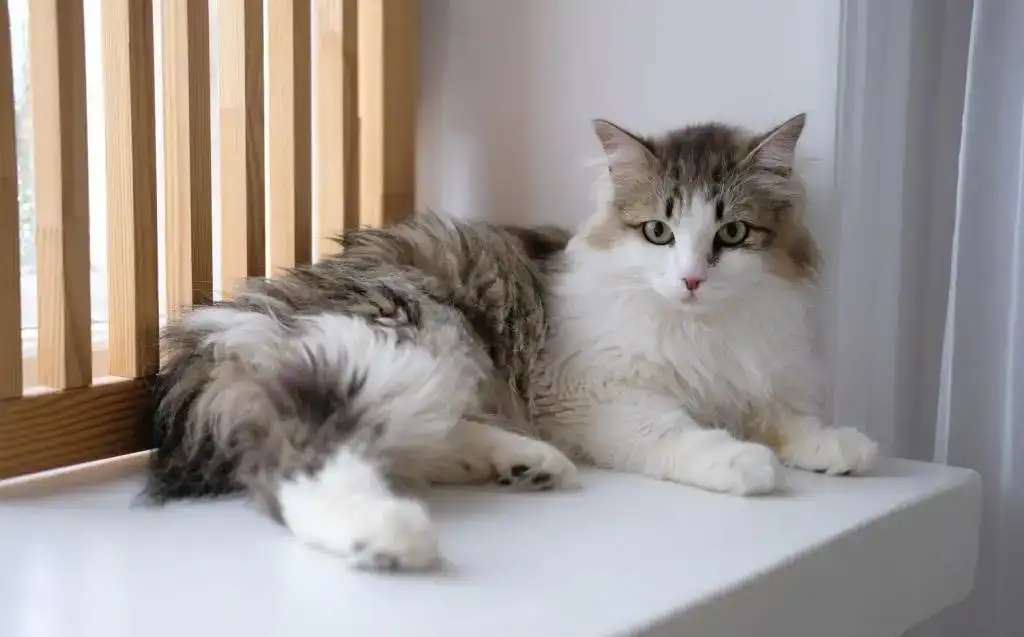 Кошка Вафля ищет дом