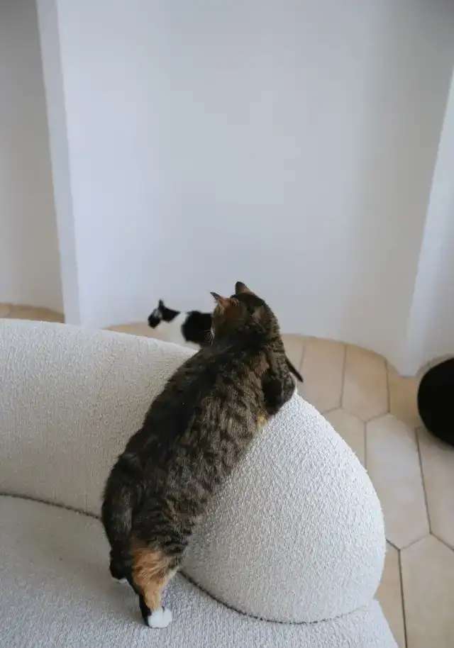 Кошка Глэйс ищет дом