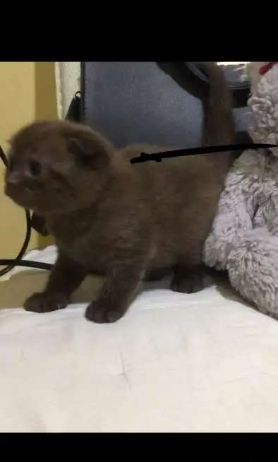 Шотландские котята