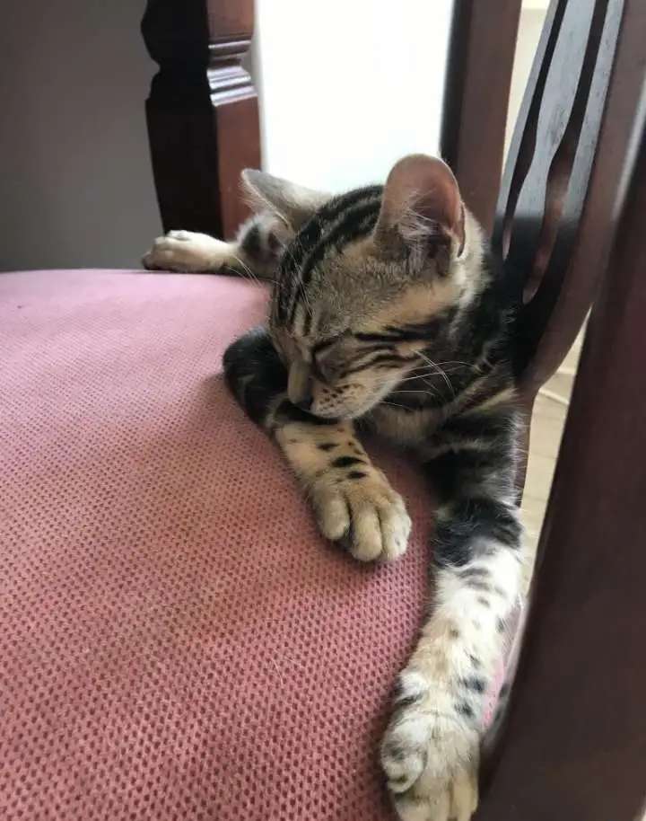 Бенгальский котенок