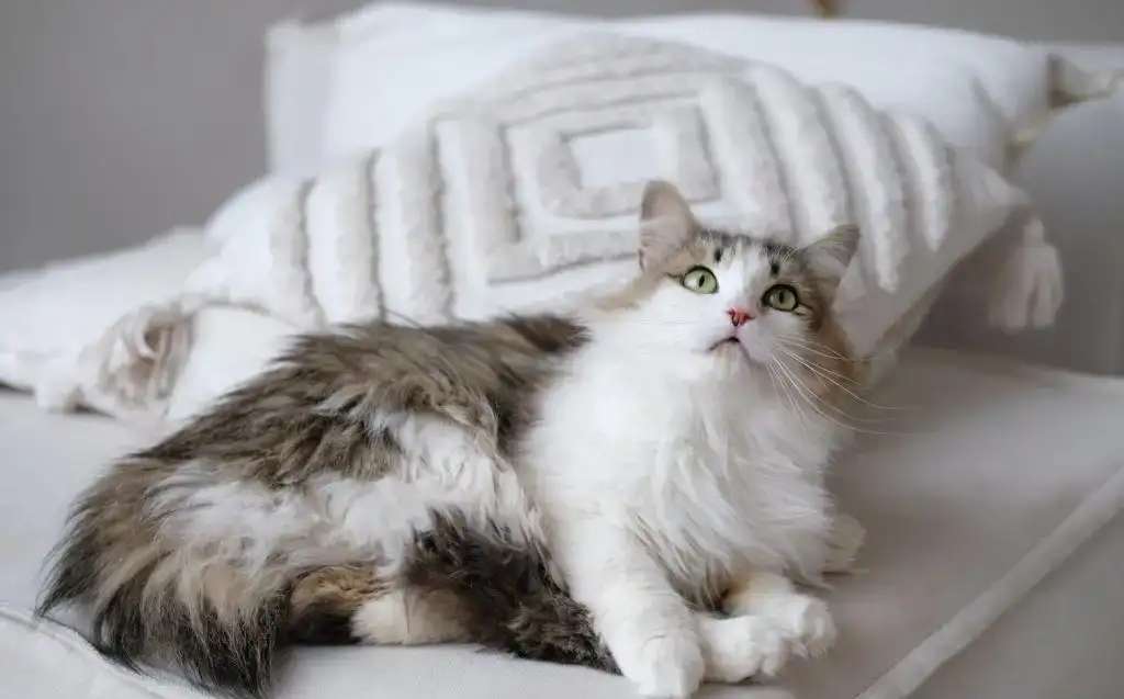 Кошка Вафля ищет дом