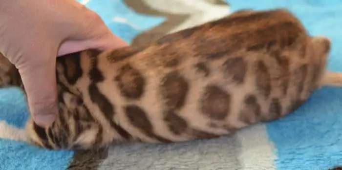 Бенгальский кот ,мальчик 2 месяца,с полным пакетом документов,с правом племенного разведения от судьи международного кла