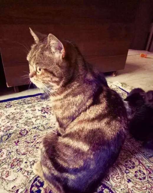 Шотландские котята красивые
