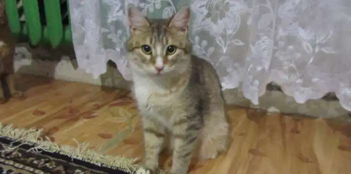 Отдам в хорошие руки