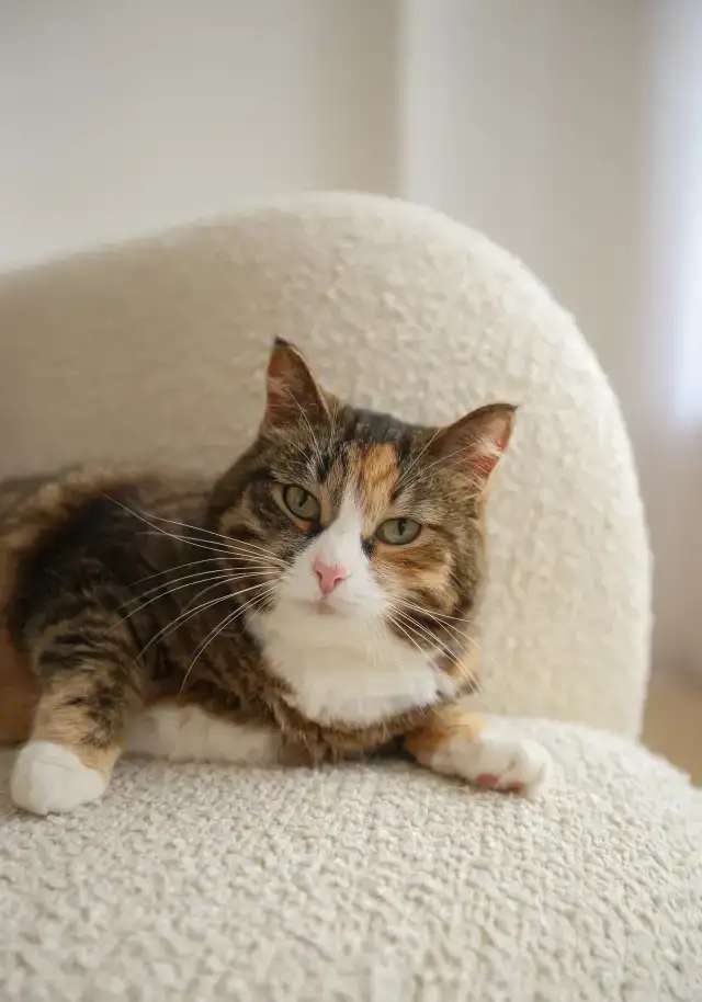 Кошка Глэйс ищет дом