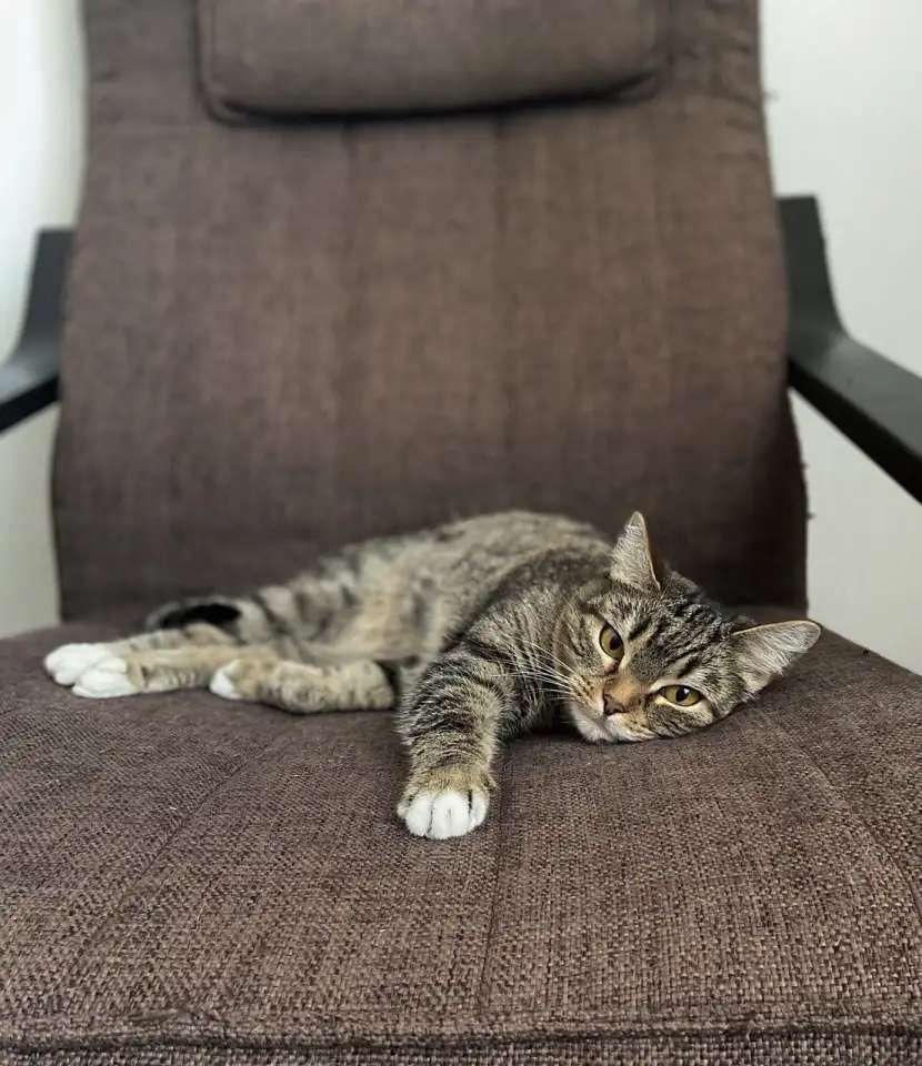 Кошечка в добрые руки