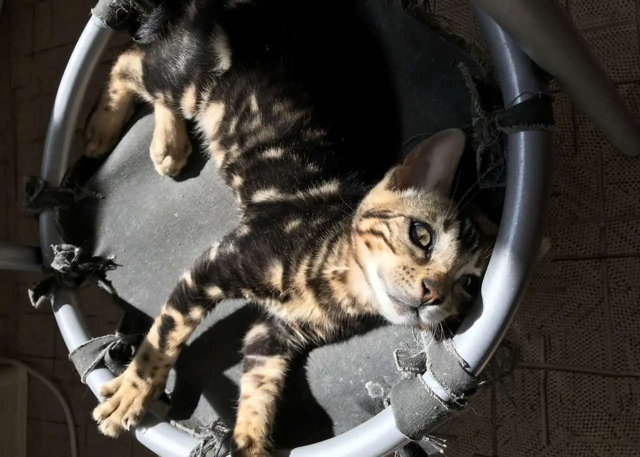 Бенгальский котенок