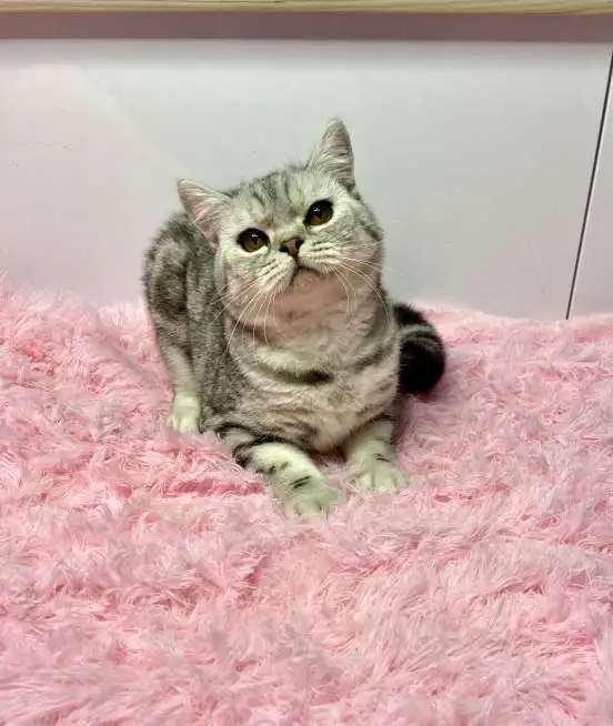 Британский котёнок