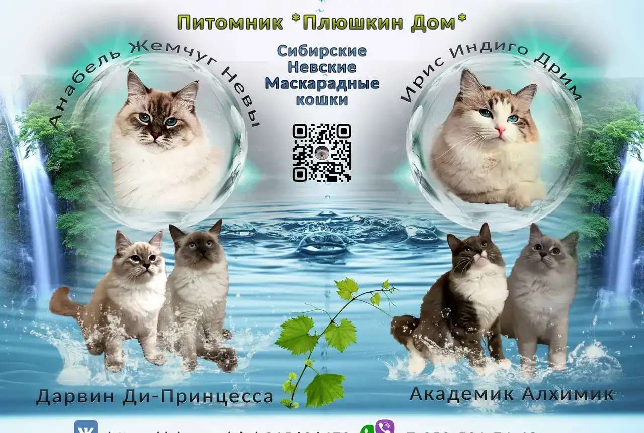 Котята Невской маскарадной кошки