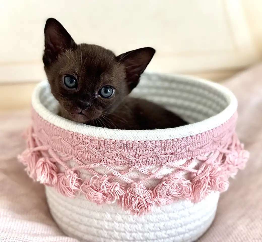Бурманские клубные котята