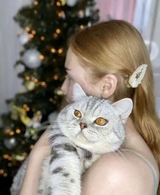 Британские котята