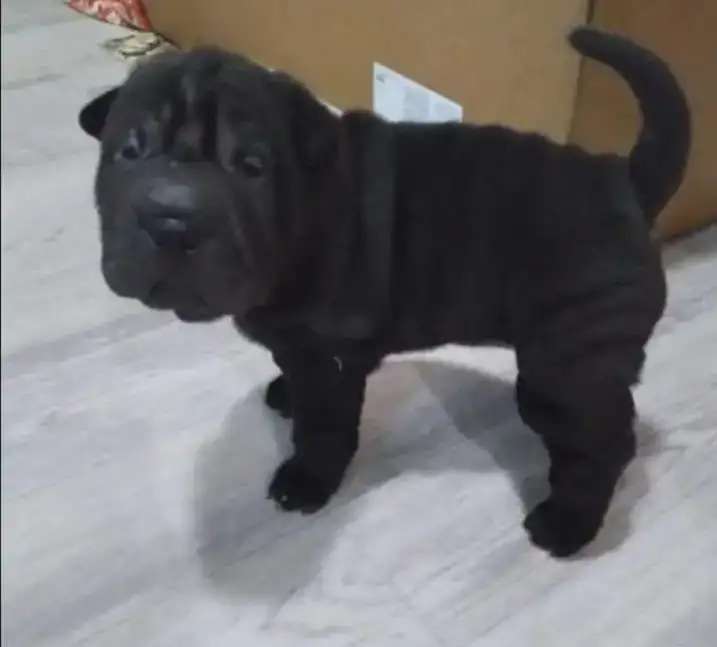 Щенки Шарпея