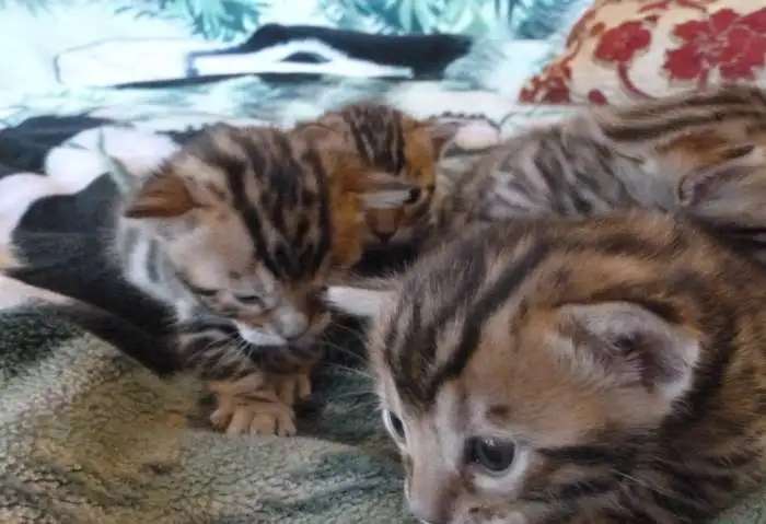 Бенгальские котята