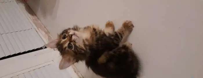 Котята курильского бобтейла