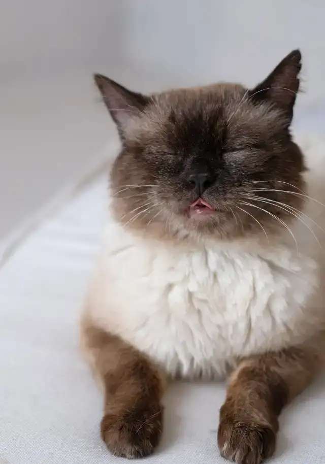 Кот Майкл ищет дом