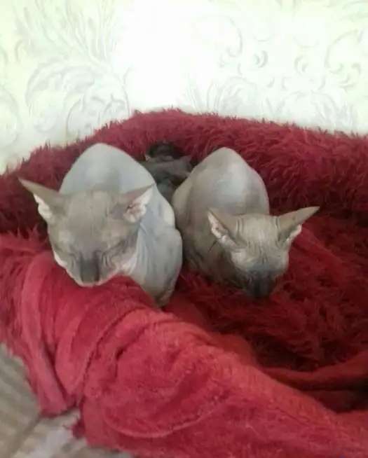 Донской Сфинкс