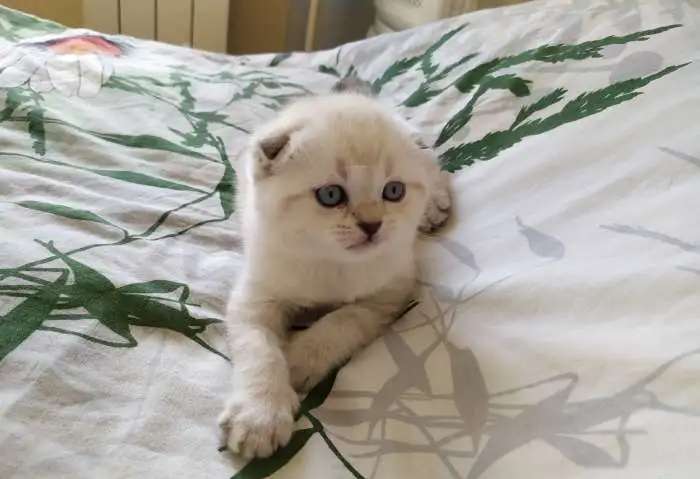 Шотландские вислоухие котята фолды