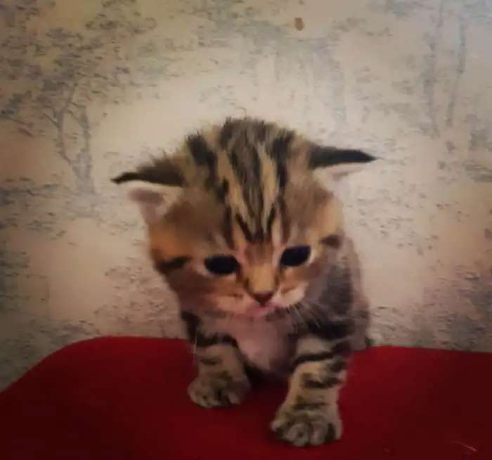 Котята породы шотландская шиншилла голд