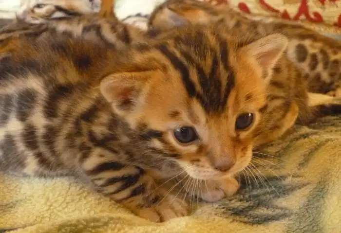 Бенгальские котята