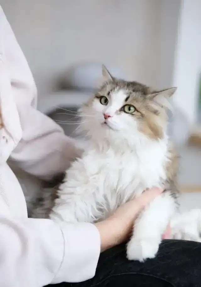 Кошка Вафля ищет дом