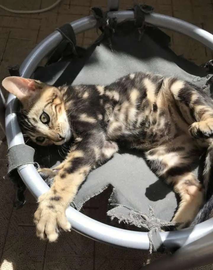 Бенгальский котенок
