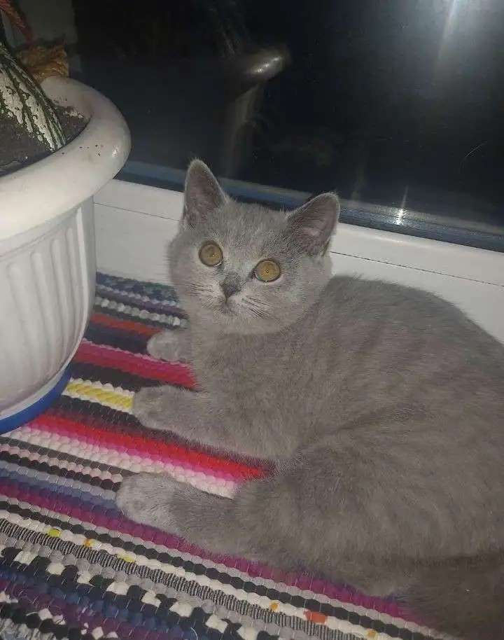 Кошка британская