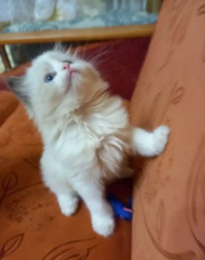 Котята породы Рэгдолл с родословной