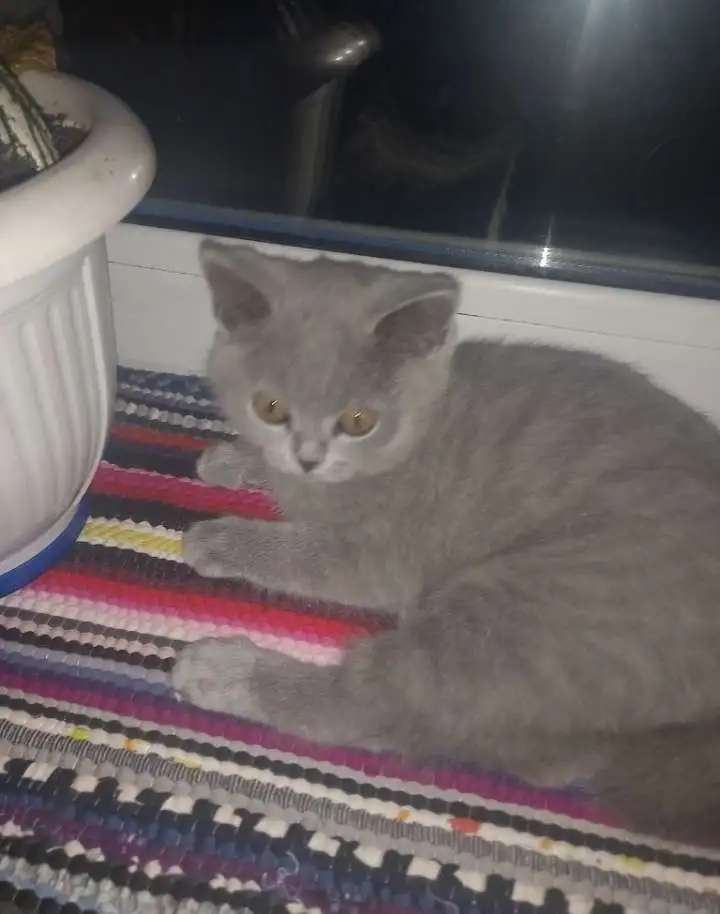 Кошка британская