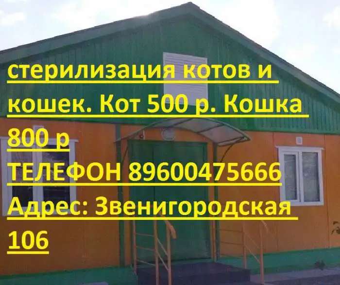 Стерилизация кошек