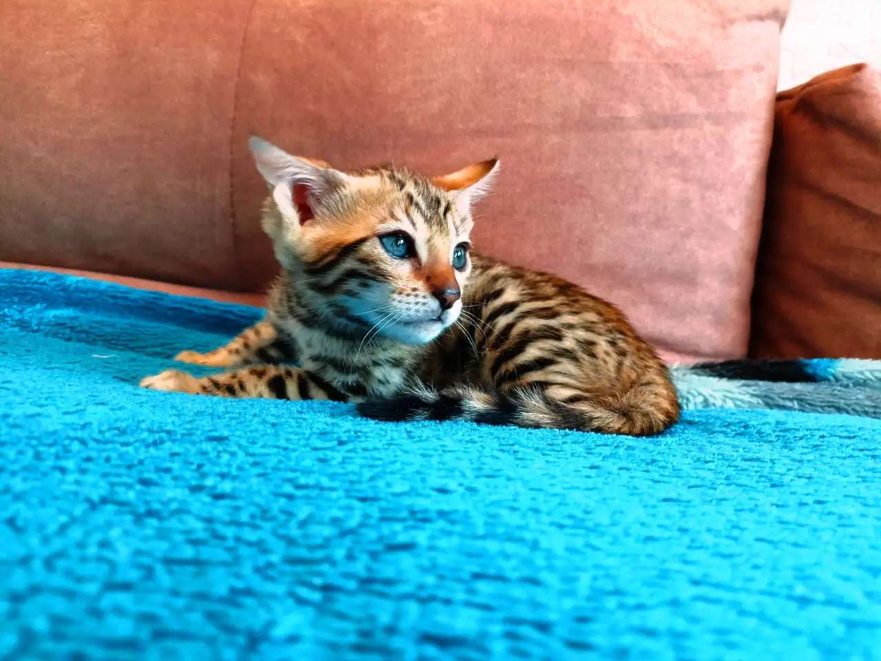 Бенгальский котенок девочка 2 месяца