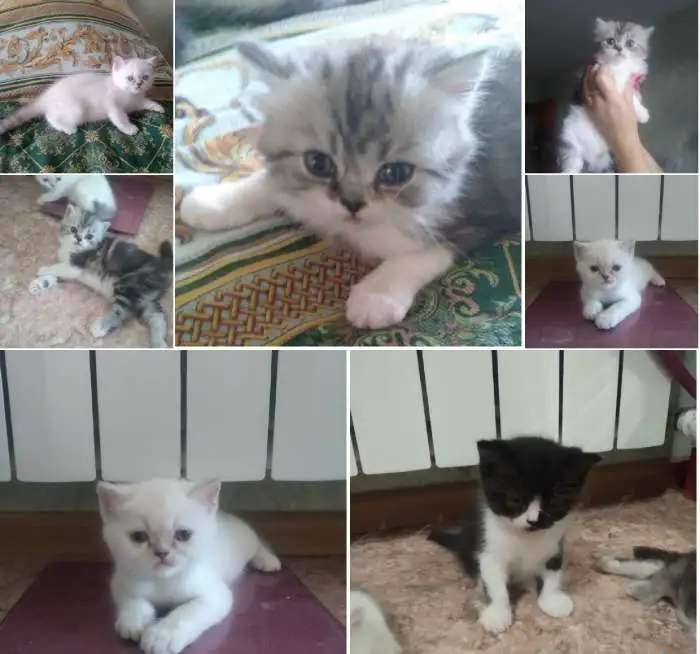 Британские котята