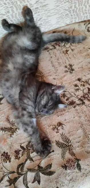 Отдам кошку даром