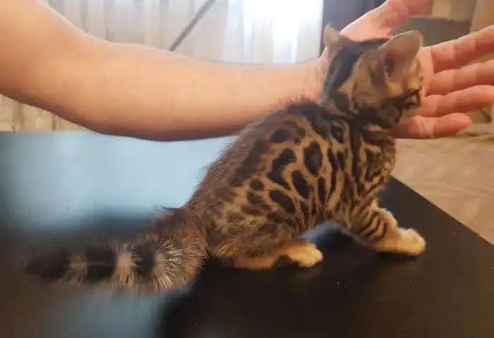 Бенгальские котята
