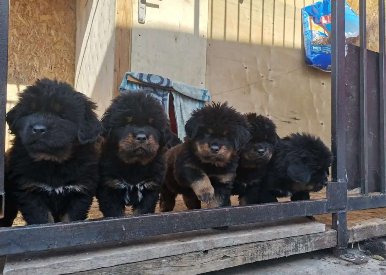 Тибетский мастиф