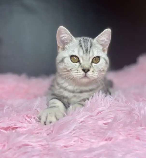 Британские котята