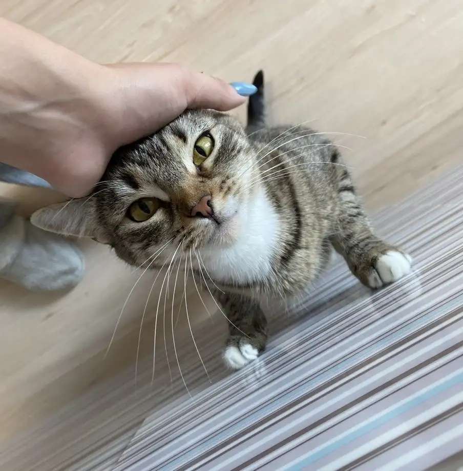 Кошечка в добрые руки