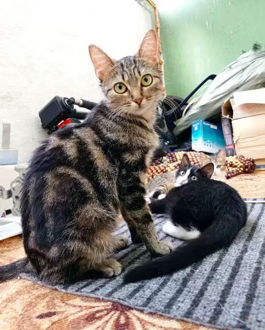 Молодая кошечка ищет дом