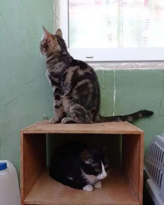 Молодая кошечка ищет дом