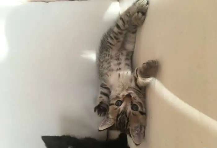 Котята британской породы
