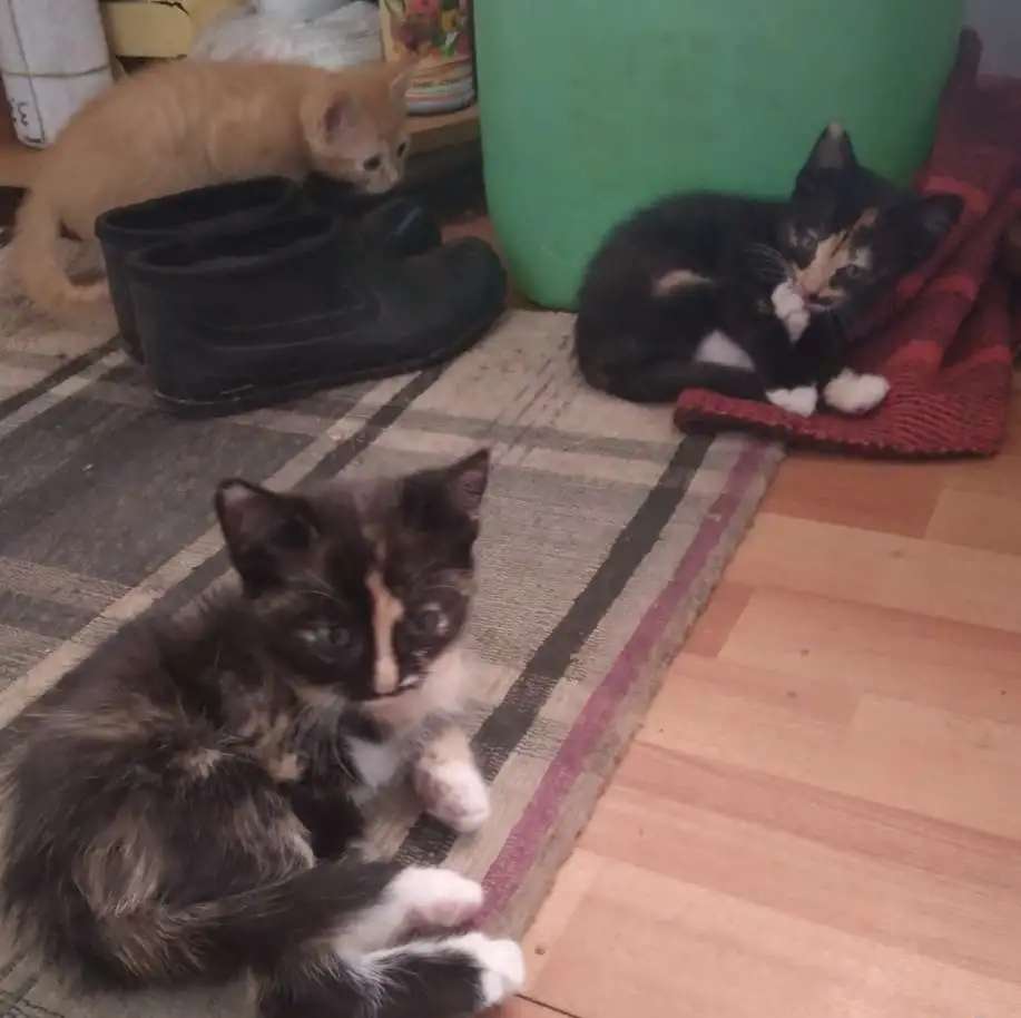Котята в добрые руки