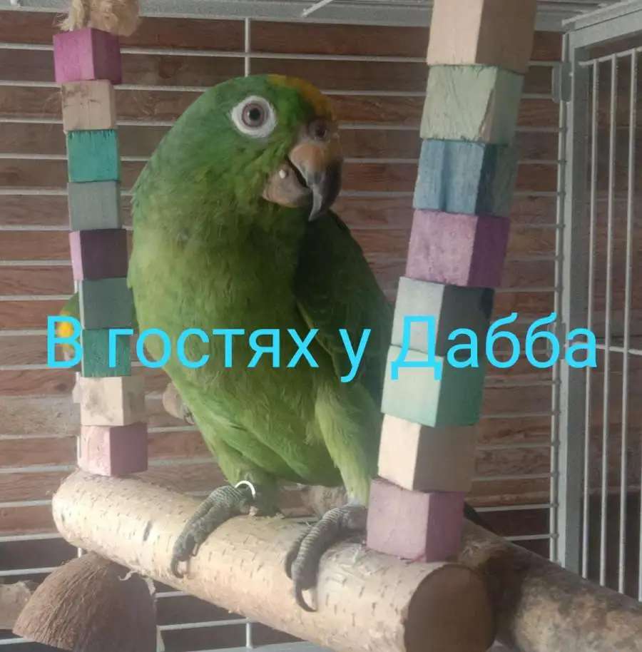 Амазоны птенцы выкормыши от заводчикп