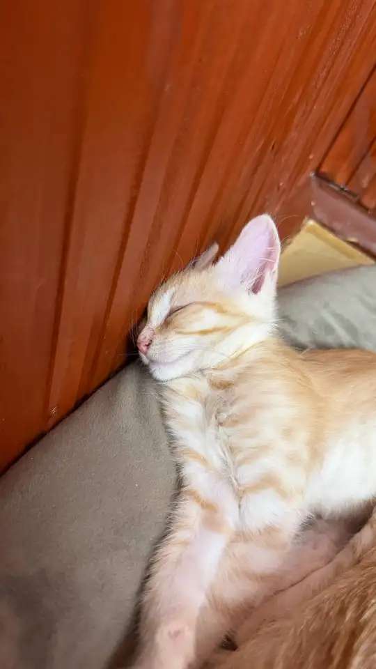Котёнок Персик ищет дом