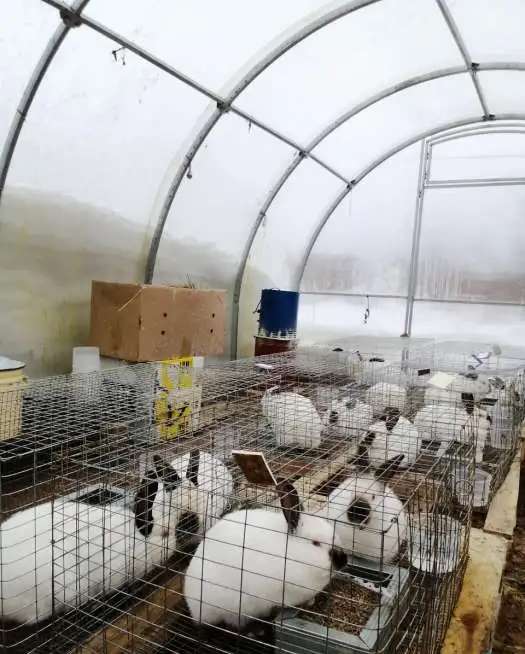 Продам кроликов на разведение и мясо